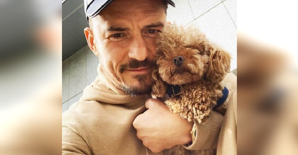 Orlando Bloom pierde toda esperanza tras la desaparición de su perrito: «Encontramos su collar»