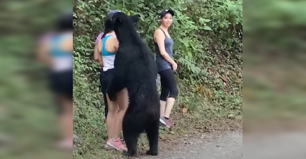 Graban el encuentro de un oso con 3 mujeres en el que terminó abrazado a una de ellas