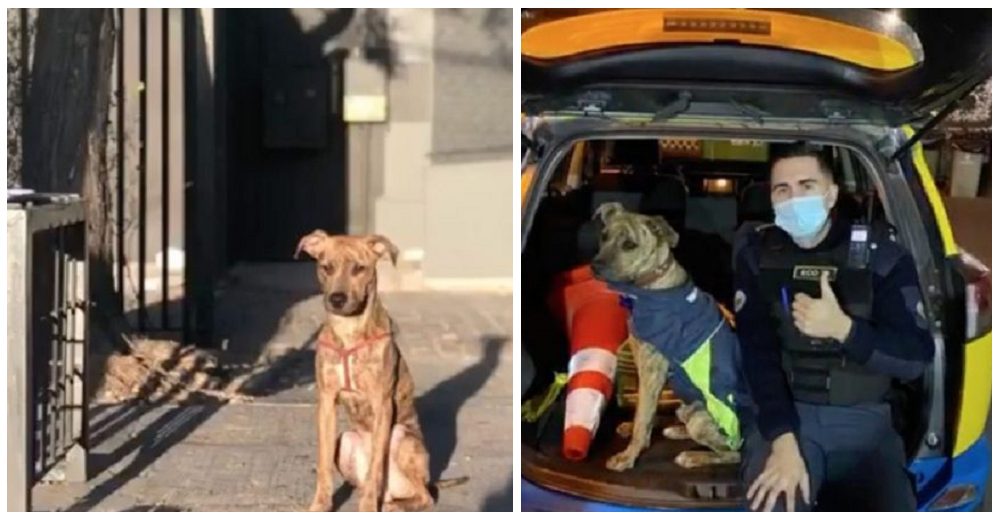 Oficiales adoptan un perrito tras encontrarlo atado y sufriendo en la calle, no pudieron dejarlo