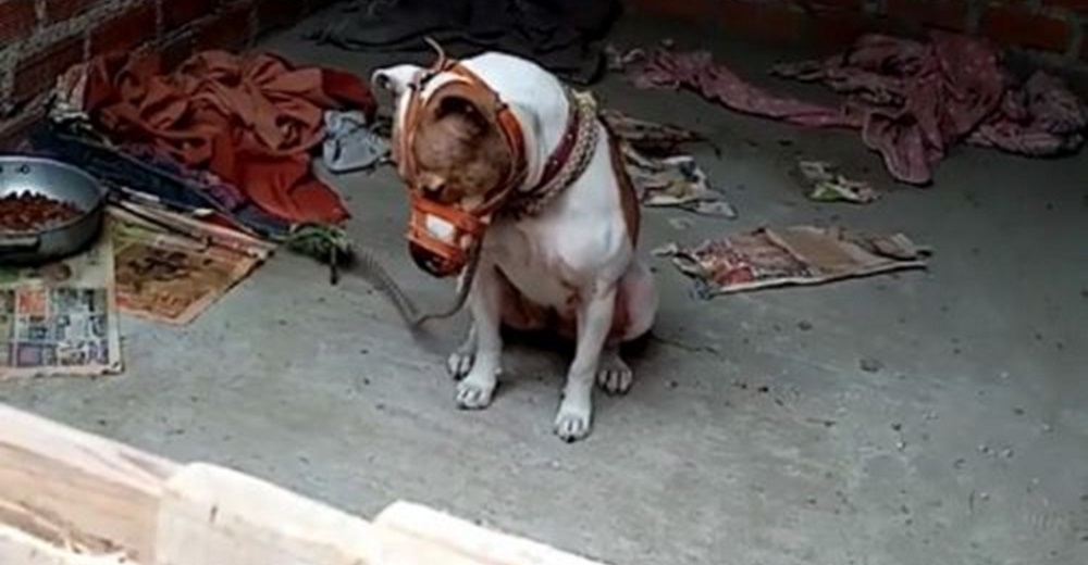 Piden ayuda para el perro que pasa triste, solo y atado con un bozal sin poder comer ni beber