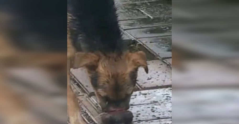 Lucha por comer en la calle después de que su dueño vendara su hocico para venderlo como carne