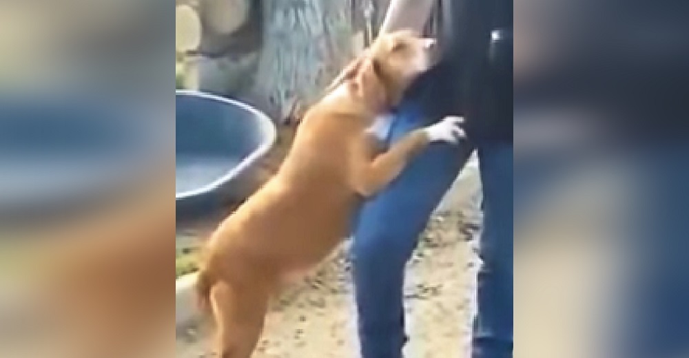 Un periodista queda desconcertado con el perrito de un refugio que no soltaba su pierna