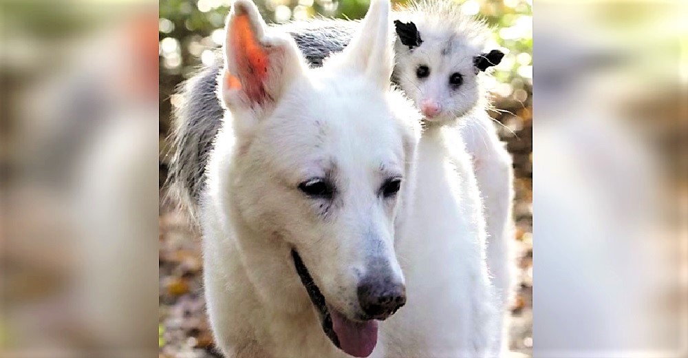 La bebé zarigüeya que sobrevivió tras perder a su madre es adoptada por una perrita