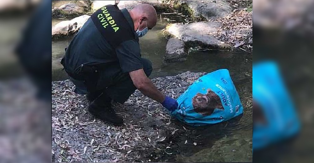 Perrita galgo sobrevive contra todo pronóstico tras ser hallada de la peor forma en una bolsa