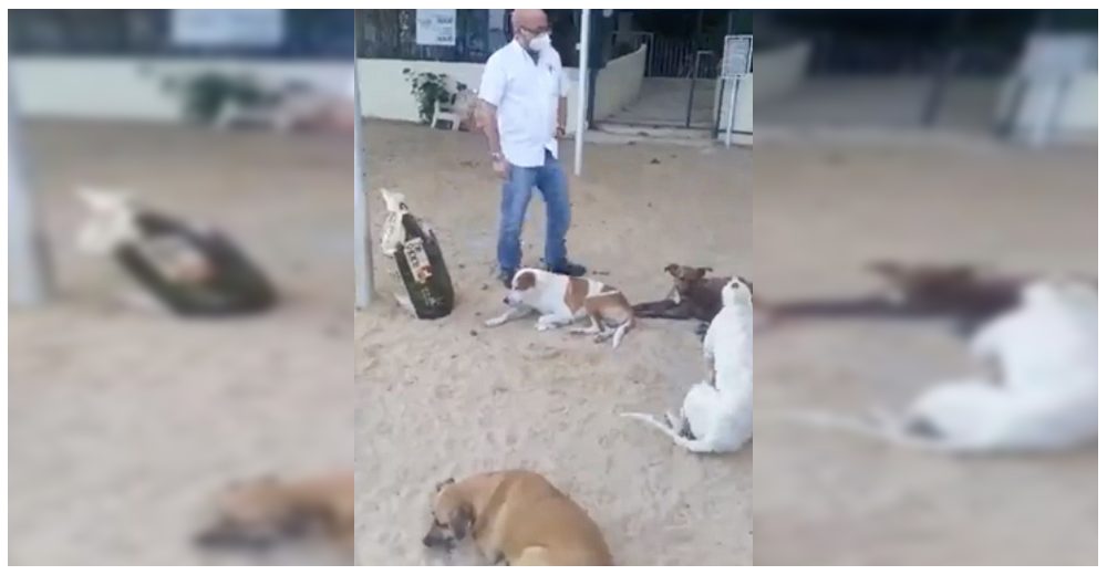 Rompen el confinamiento para ayudar a los perros abandonados en una playa sin nada que comer