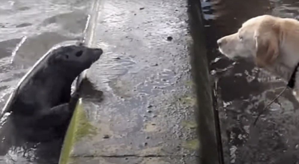 Graba el encuentro entre su perro y una foca con quien terminó jugando a esconderse