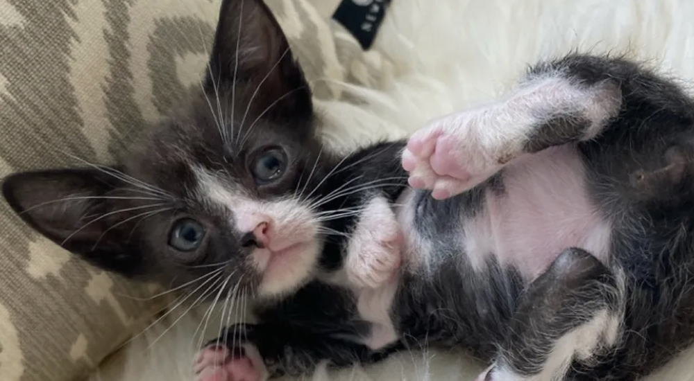 Minino del tamaño de una palma florece en un hermoso gato y encuentra la casa de sus sueños