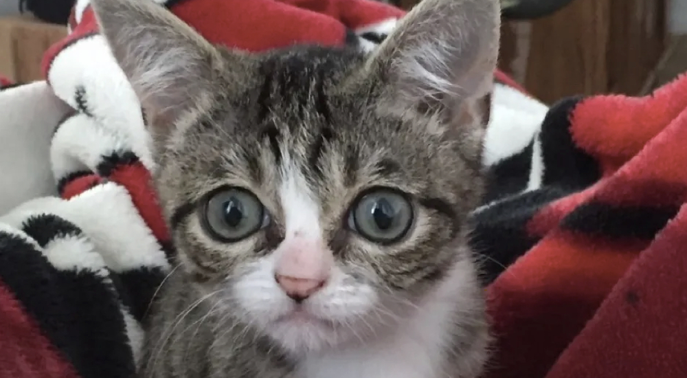 Gatito abandonado que vivió en la calle por fin encuentra el hogar lleno de amor con el que soñó