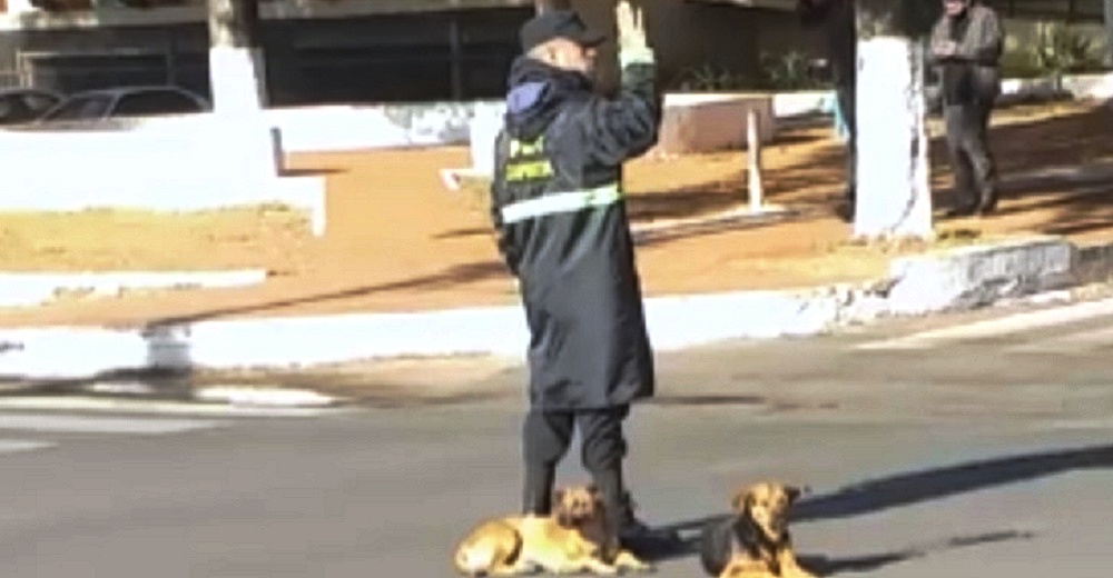 Captan el trato de este oficial con los perros callejeros mientras dirige el tráfico