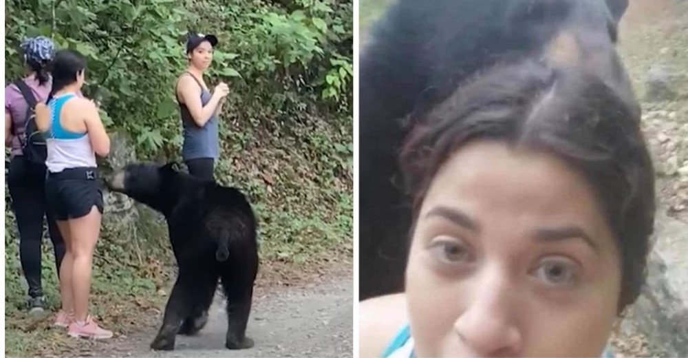 Quieren capturar al oso que abrazó a la mujer en un parque para encerrarlo en un zoológico