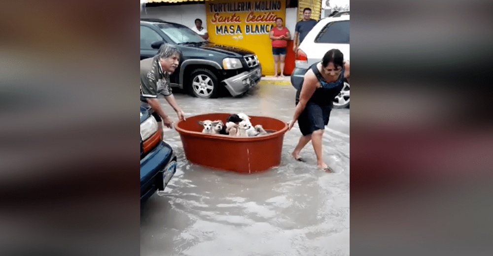 Humilde pareja deja atrás todos sus bienes para salvar a sus perritos de una terrible tormenta