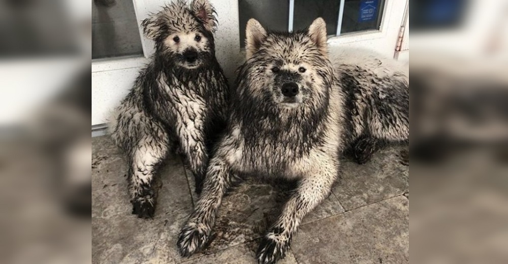 2 perros esperan que su dueño se descuide para cambiar por completo su imagen