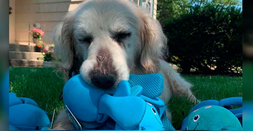 Un perro de 12 años escoge un juguete en la tienda de mascotas y no se despega de él