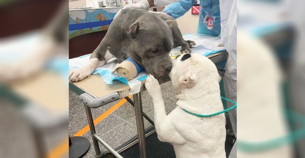 Dos perritos se consuelan mutuamente después de presenciar la muerte de su amado dueño