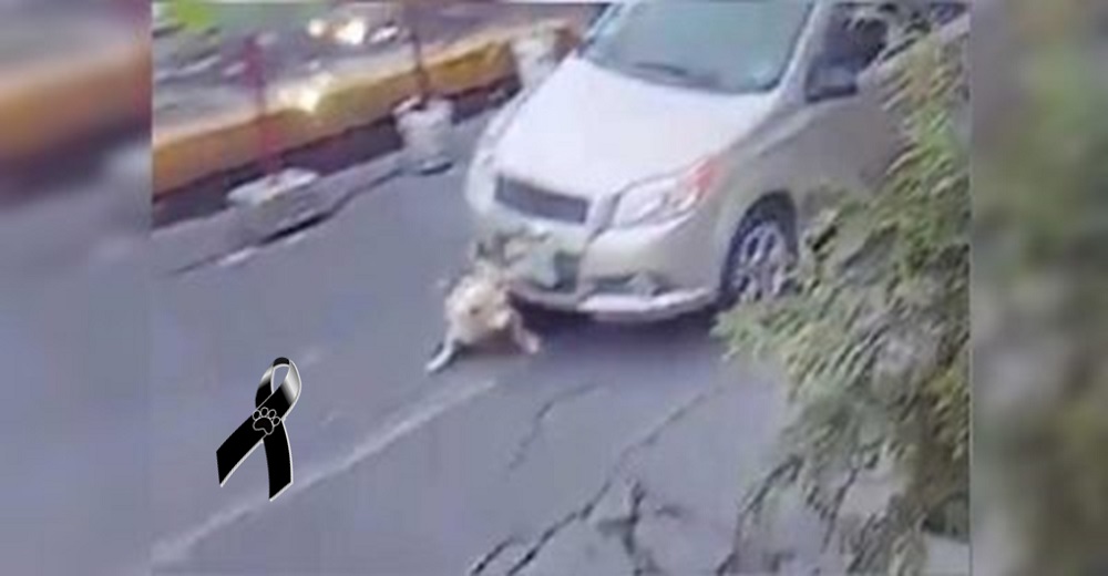 Abogado pide representar a un perro que fue atropellado con la peor intención por un funcionario