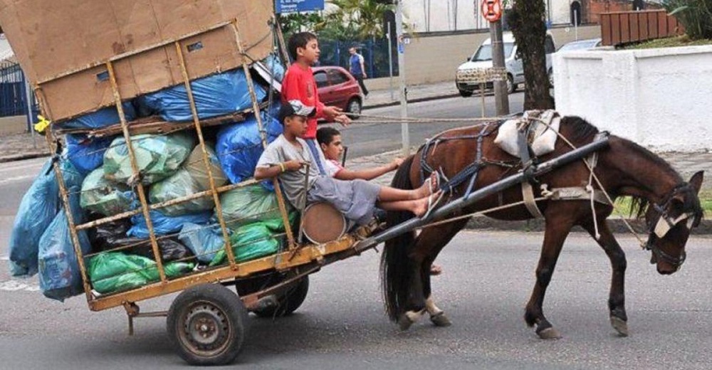 Un decreto obliga a quienes usan caballos para trasladar carga pesada a darlos en adopción