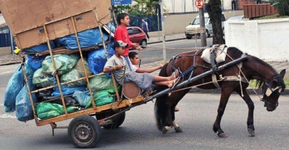 «Dijeron ¡basta!» – Darán en adopción a más de 500 caballos de carga y paseos turísticos