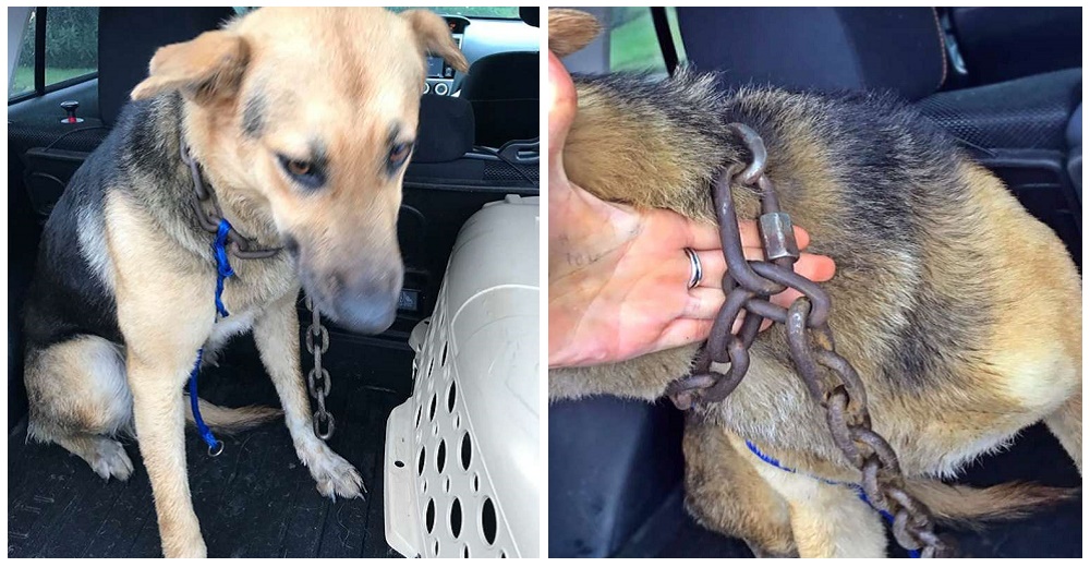 Llegaba tarde a su cita de trabajo pero vio una perrita con una cadena de 10 kilos en su cuello