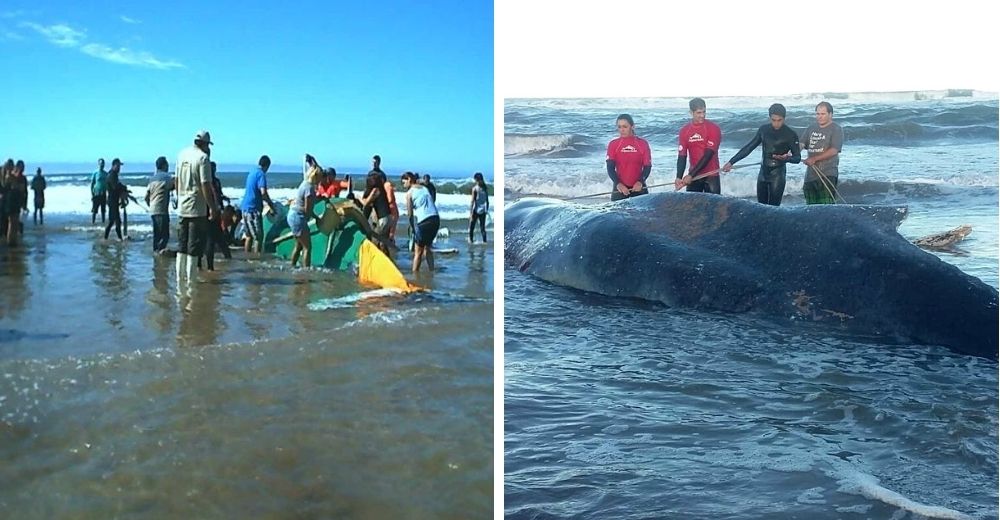 El drama de una ballena varada que logró movilizar más de 40 personas por 24 horas para salvarla