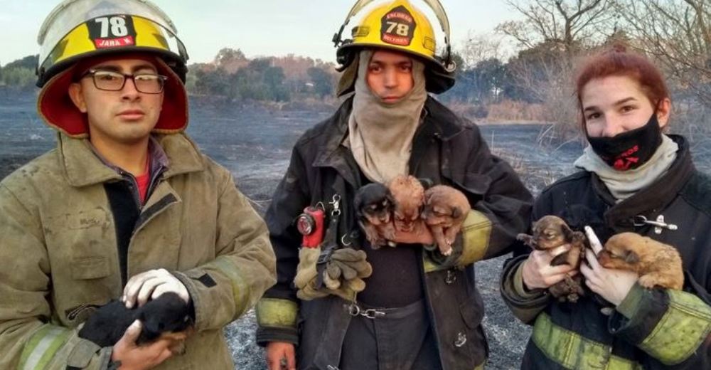 Los bomberos salvan la vida de 7 cachorritos refugiados en el agujero de un árbol en llamas