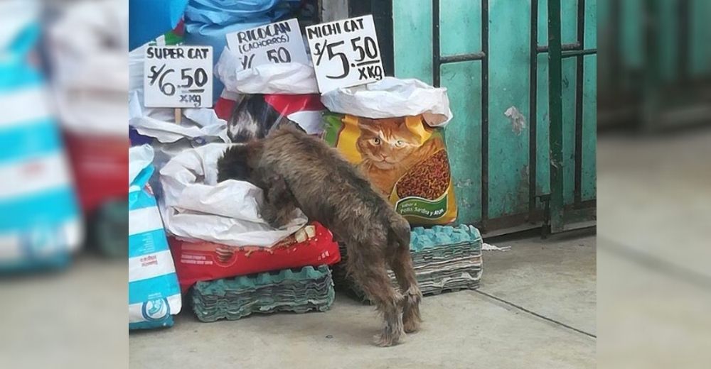 Captan a perros callejeros «robando» comida con el permiso del vendedor, él se pone en su lugar