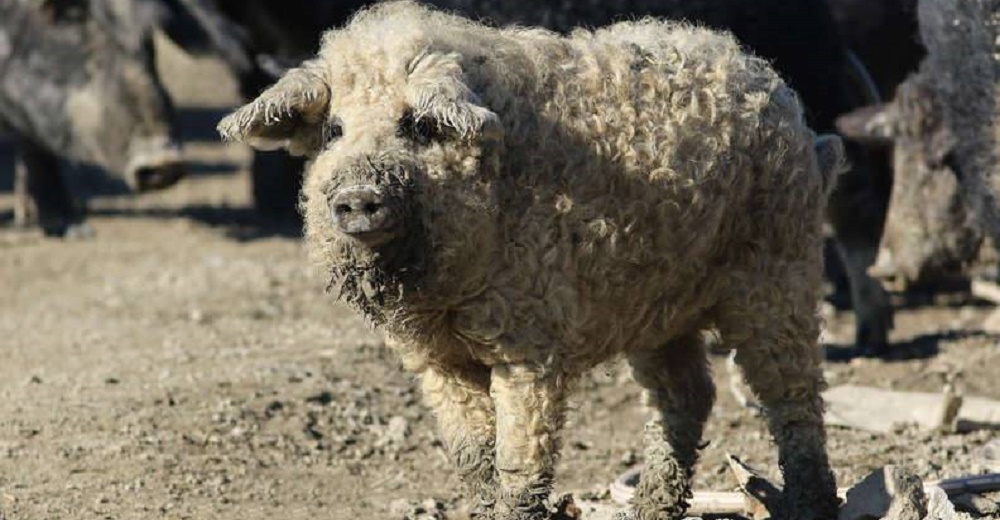 La esponjosa apariencia de este peludo cerdito que es prácticamente una oveja se hace viral