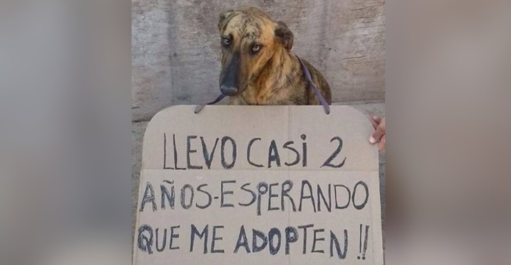 Perrita con la mirada más triste y un cartel sobre su pecho, suplica que la adopten