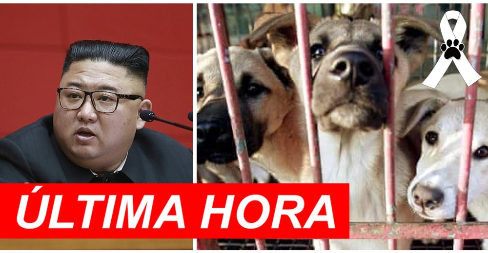 Corea del Norte ordena entregar a los perritos de compañía para que puedan servir de alimento