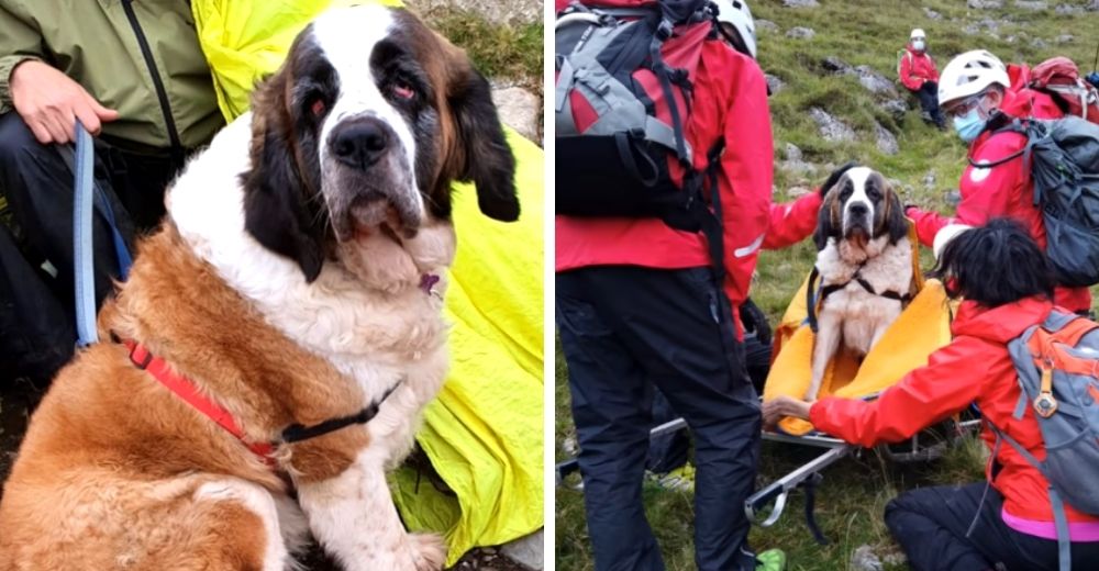 Una perrita de rescate termina avergonzada después de movilizar a 16 hombres para salvarla