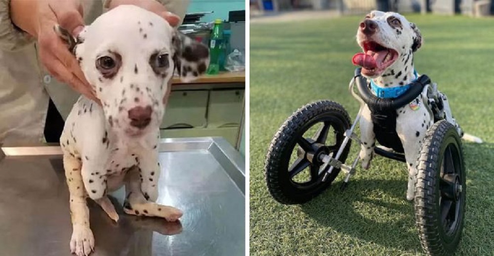 Perrita dálmata de 2 patas tiene el mejor hogar para ser feliz tras ser rescatada del matadero