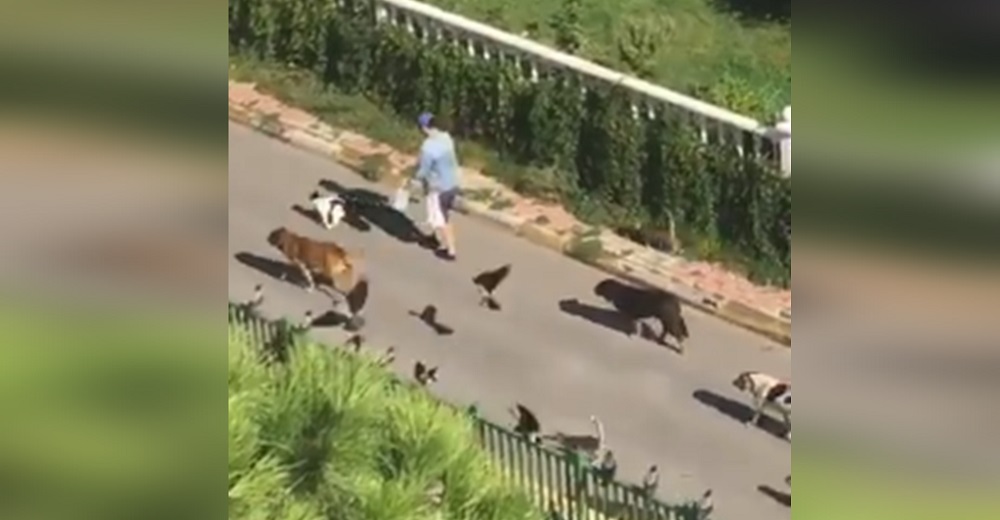 Graban a decenas de gatos, perros y aves en lo que parece un extraño desfile detrás de una mujer