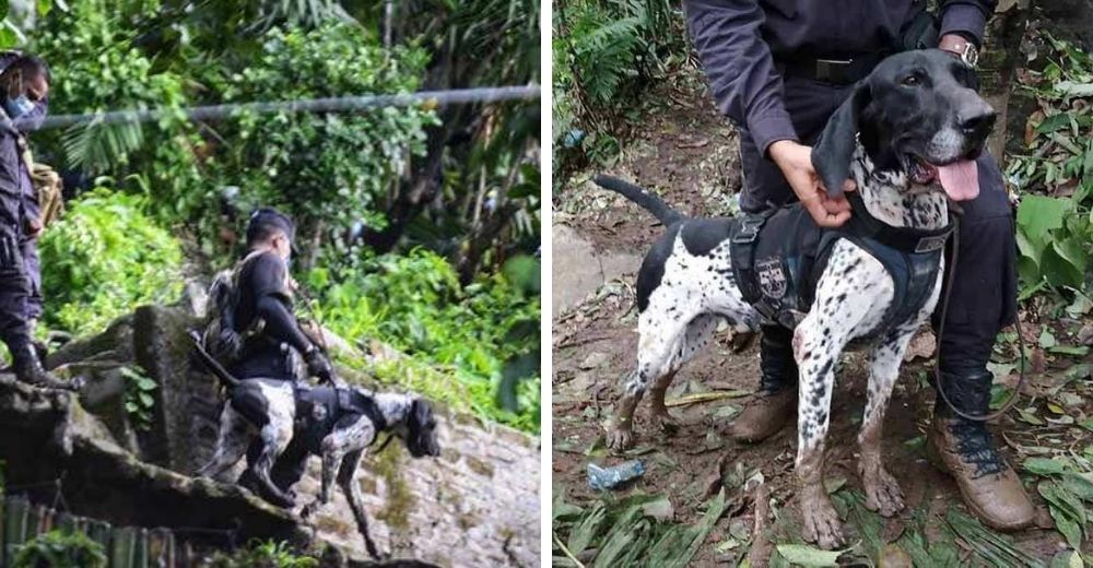 La familia entera que quedó enterrada tras una tormenta recibirá sepultura gracias a un perrito