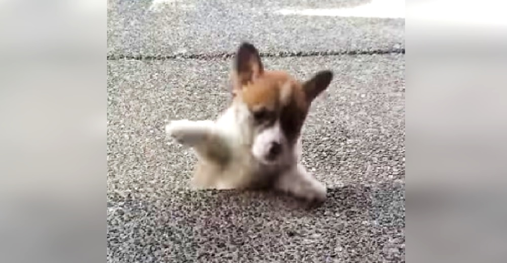 Una cachorrita con patitas cortas llora cuando piensa que no logrará subir el escalón