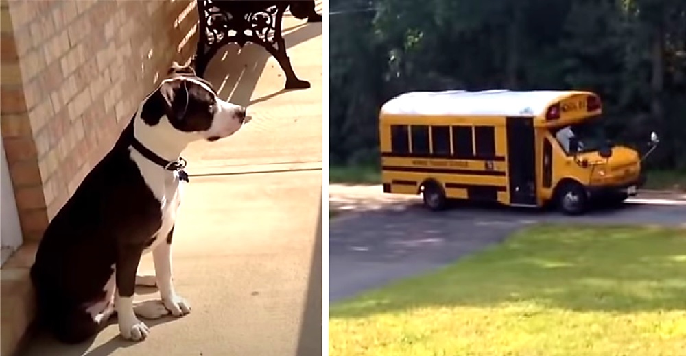 Cada día espera pacientemente el bus escolar con la ilusión de volver a ver a su mejor amigo