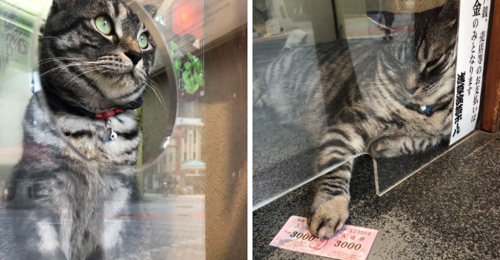 Piden alejarse del gatito encargado de la taquilla de un famoso teatro porque no usa mascarilla