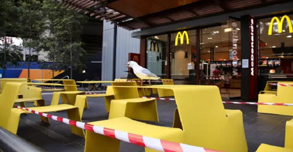 Gaviota le roba la hamburguesa a un hombre hambriento y él la muerde lastimándola severamente