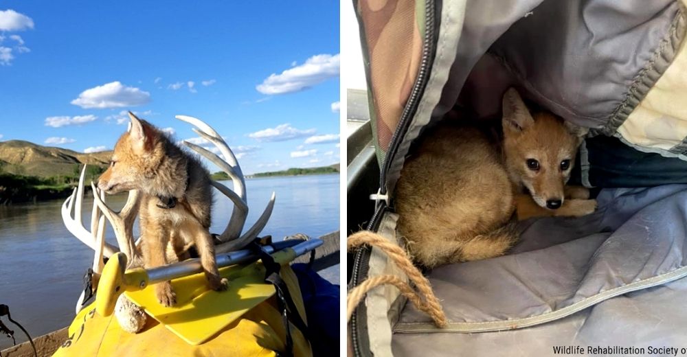 Salva a un coyote bebé que luchaba por su vida y se convierte en su nuevo tripulante a bordo