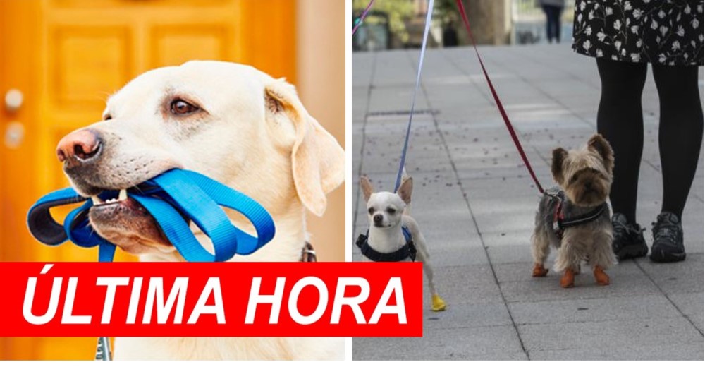 Una nueva ley obliga a que los perros sean paseados 2 veces al día durante 1 hora