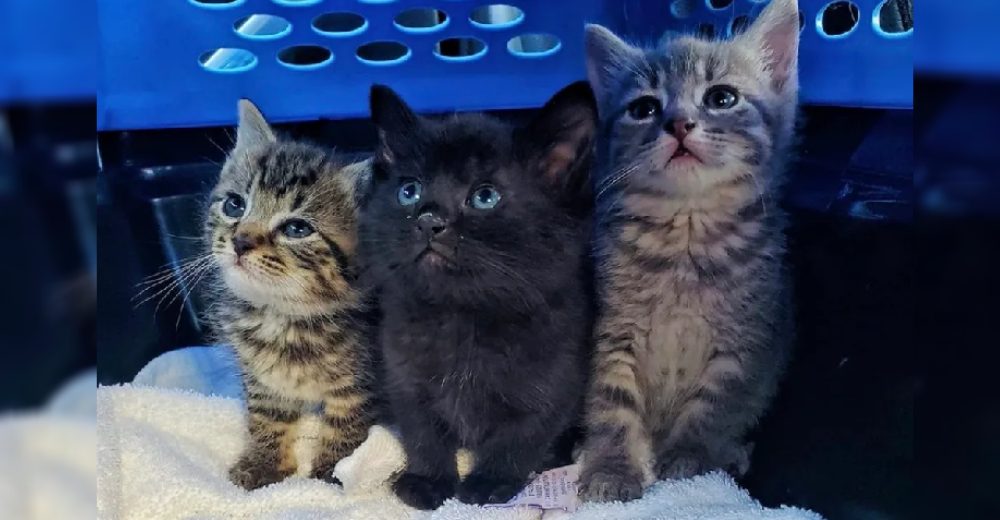 Una tienda iba a cerrar de largo por la pandemia y estos 3 hermanos fueron dejados en el sótano