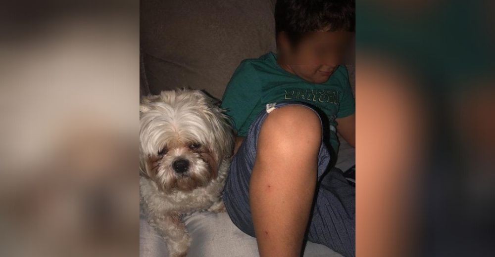 El drama del pequeño con autismo que dejó de comer después de que alguien raptara a su perrito