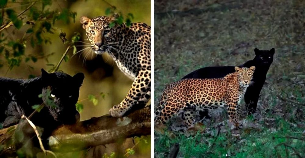 Espera 4 años para capturar la escena de amor más genuina entre una pantera y un leopardo