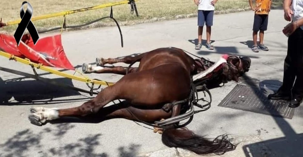 Un caballo muere en plena calle mientras tiraba de un carruaje turístico