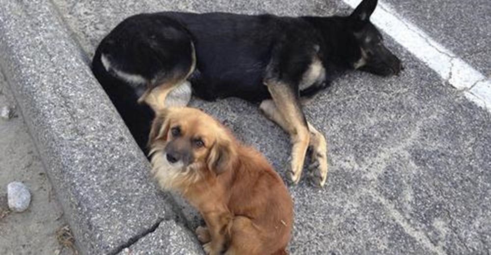 Perrito incondicional no se separa de su amiga canina embarazada rogando que alguien la ayude