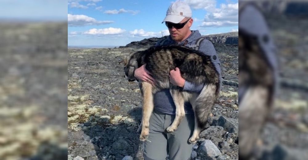 Una pareja de turistas actúa rápidamente para salvar a un perrito en peligro