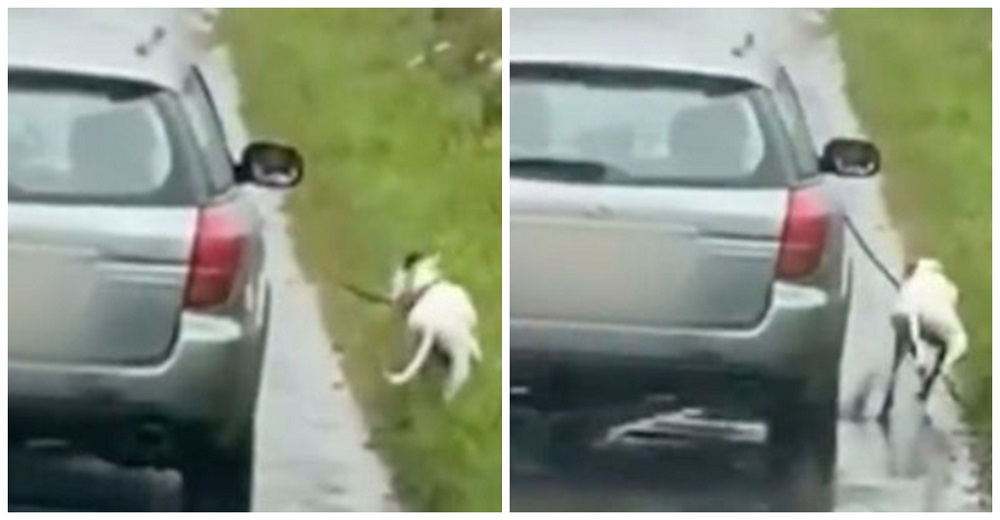 Buscan al sujeto que le gastó una broma a su perrita haciéndola correr atada a un auto en marcha