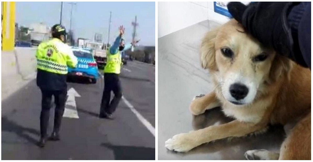 Agentes son criticados por cerrar una vía transitada hasta que los ven con una perrita en brazos