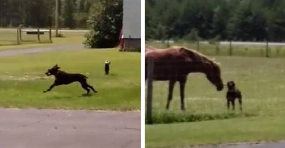 Graban a un perro corriendo con comida en el hocico, hasta que descubren su acto de generosidad