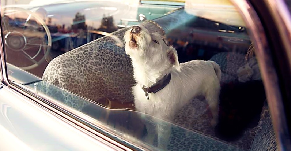 Perrito ladra frenéticamente para pedir que lo salven de un auto con altas temperaturas