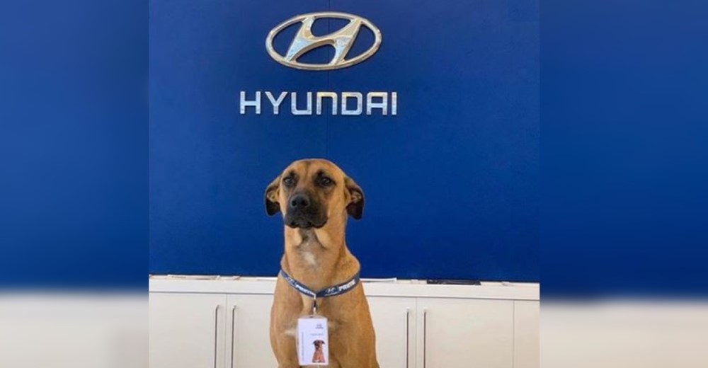 Contratan a un perro de la calle como empleado de un concesionario de autos Hyundai