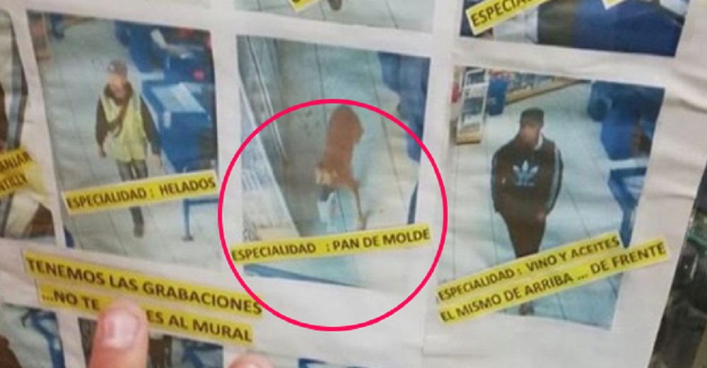 Negocio busca a un perrito ladrón y su foto encabeza un cartel junto a otros delincuentes